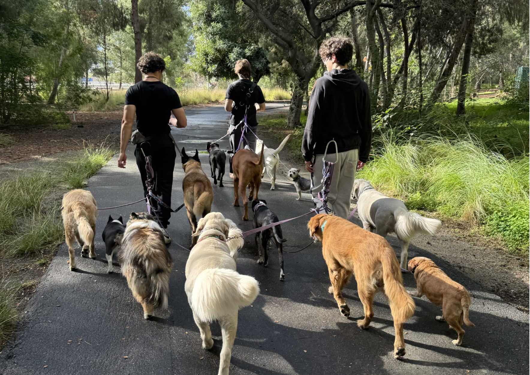 We Listen.  We Learn.  We Lead.DOG WALKING & DAYCARE